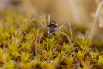 Le Philodrome disparate. Un mle (Araneae - Philodromidae - Philodromus dispar)